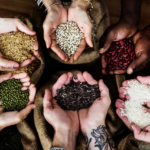 বীজ সার্বভৌমত্ব