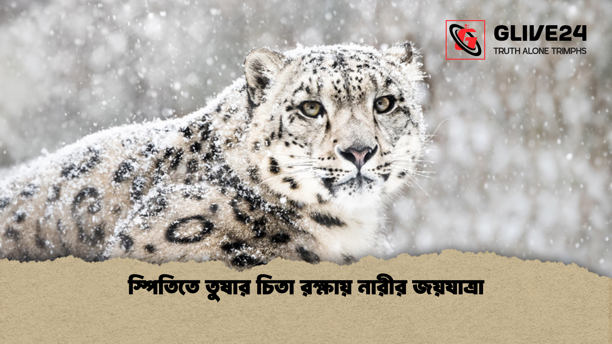 স্পিতিতে তুষার চিতা রক্ষায় নারীর জয়যাত্রা স্পিতিতে তুষার চিতা রক্ষায় নারীর জয়যাত্রা