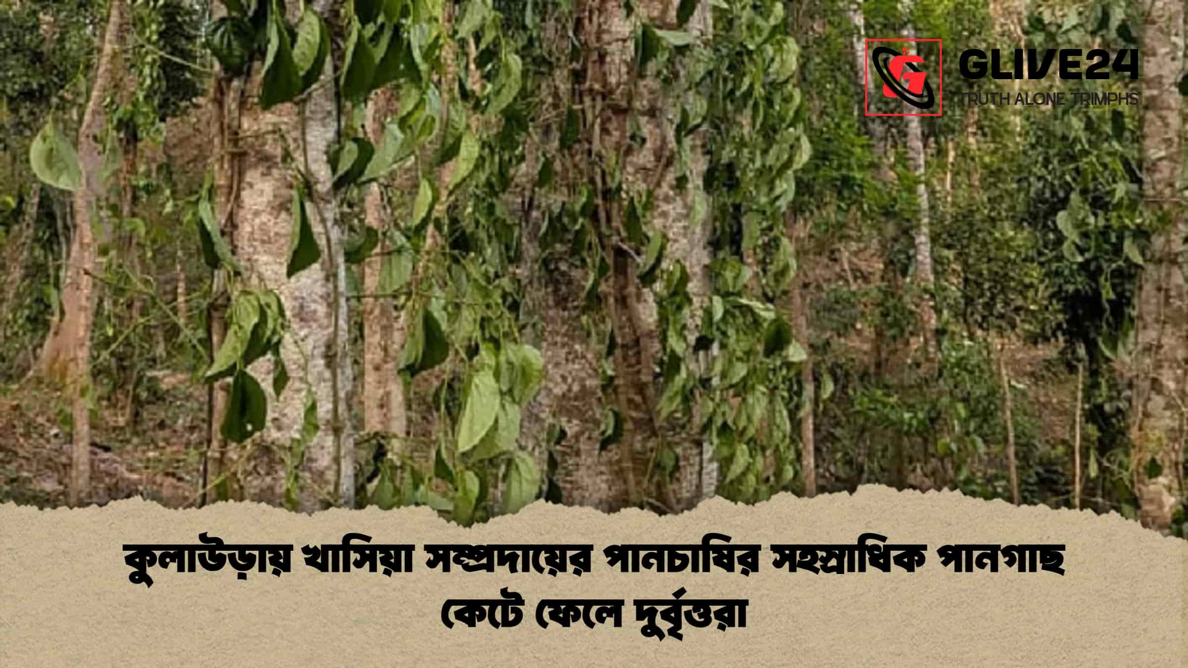 কুলাউড়ায় খাসিয়া সম্প্রদায়ের পানচাষির সহস্রাধিক পানগাছ কেটে ফেলে দুর্বৃত্তরা