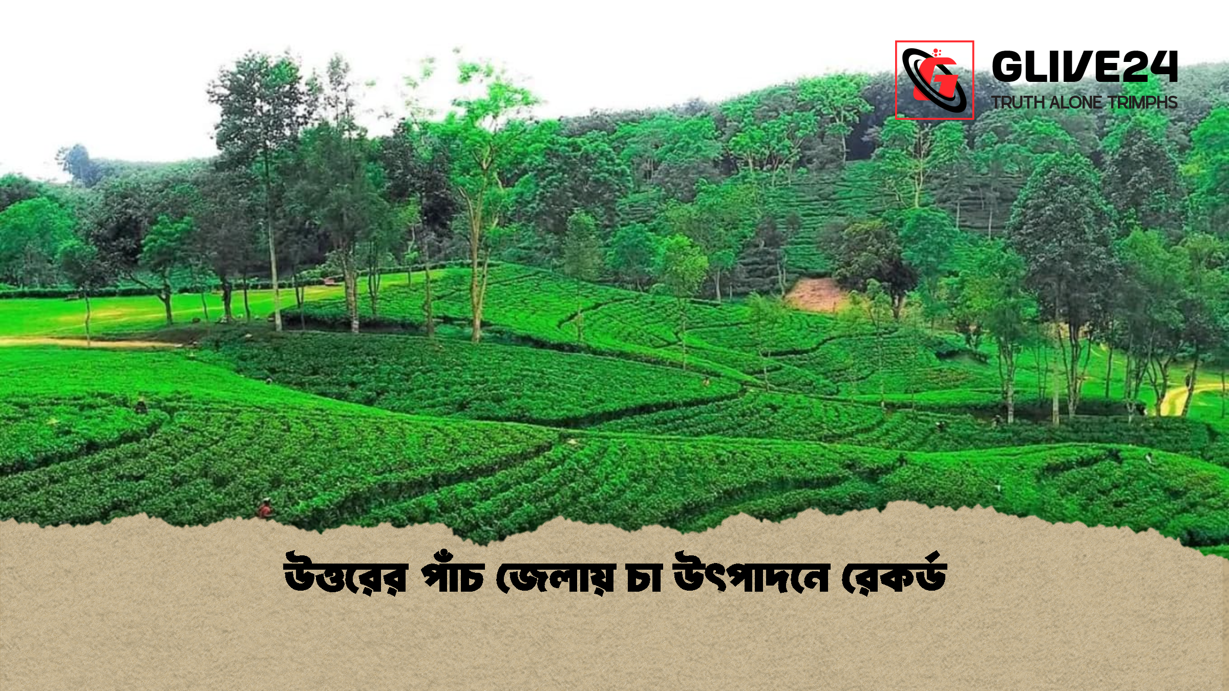 উত্তরের পাঁচ জেলায় চা উৎপাদনে রেকর্ড উত্তরের পাঁচ জেলায় চা উৎপাদনে রেকর্ড