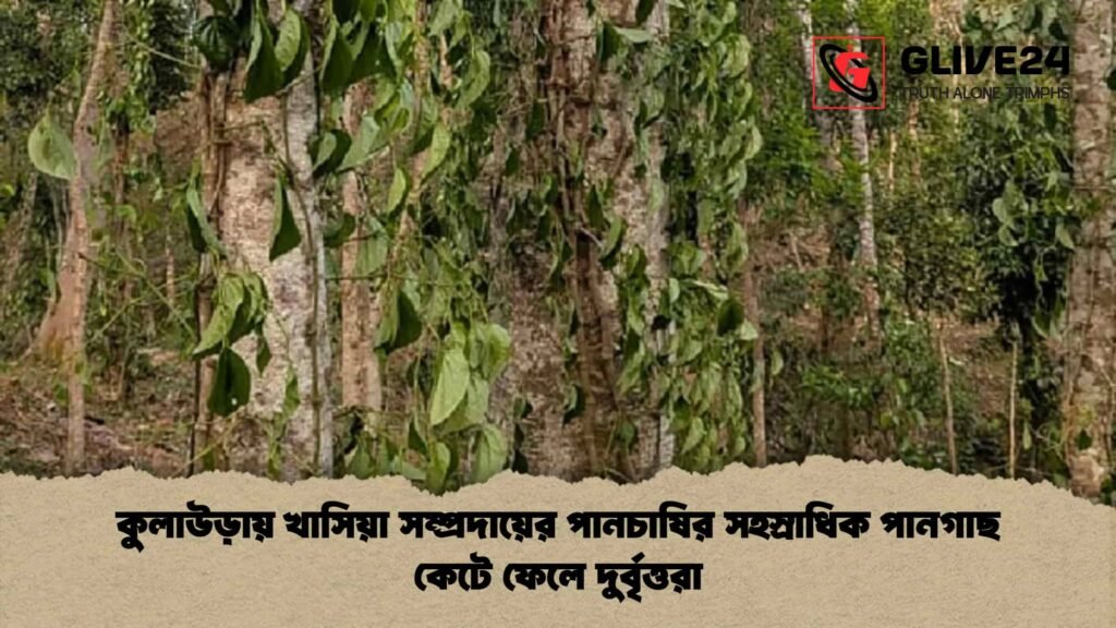 কুলাউড়ায় খাসিয়া সম্প্রদায়ের পানচাষির সহস্রাধিক পানগাছ কেটে ফেলে দুর্বৃত্তরা