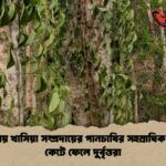 কুলাউড়ায় খাসিয়া সম্প্রদায়ের পানচাষির সহস্রাধিক পানগাছ কেটে ফেলে দুর্বৃত্তরা