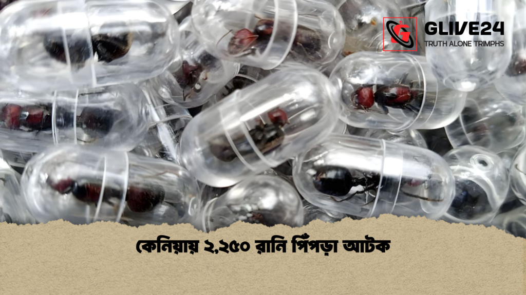 কেনিয়ায় ২২৫০ রানি পিঁপড়া আটক কেনিয়ায় ২,২৫০ রানি পিঁপড়া আটক