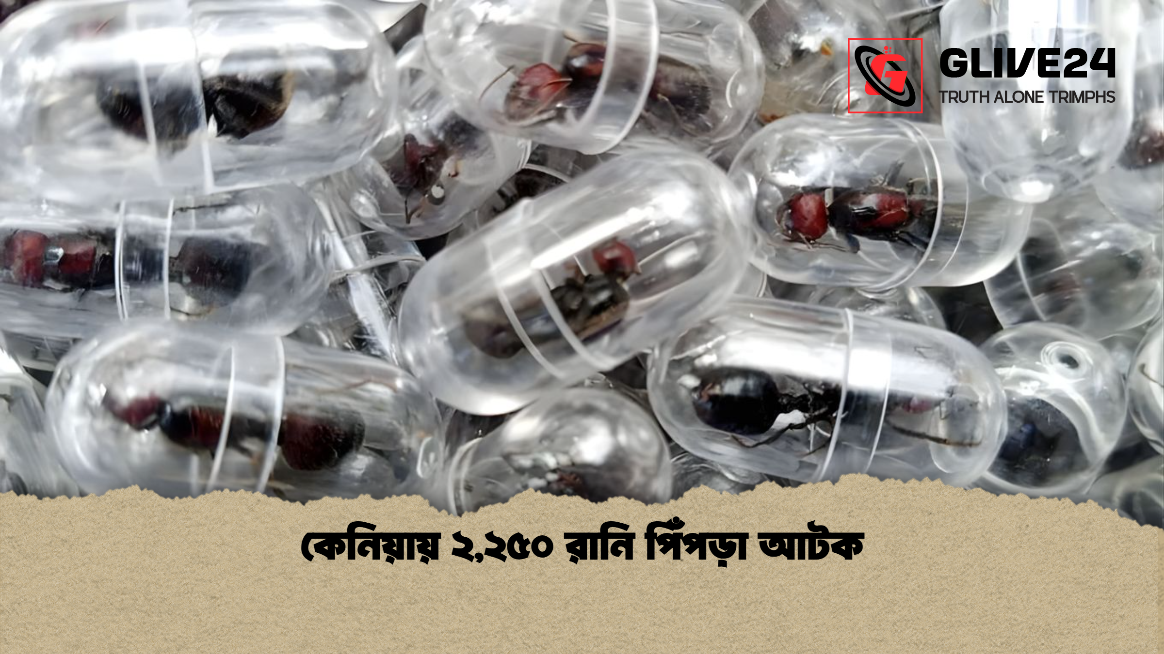 কেনিয়ায় ২২৫০ রানি পিঁপড়া আটক কেনিয়ায় ২,২৫০ রানি পিঁপড়া আটক