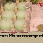 দুই শতকের ঐতিহ্য বহন করছে ছয় গম্বুজ মসজিদ দুই শতকের ঐতিহ্য বহন করছে ছয় গম্বুজ মসজিদ