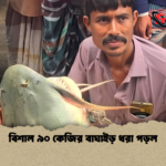 বিশাল ৯০ কেজির বাঘাইড় ধরা পড়ল বিশাল ৯০ কেজির বাঘাইড় ধরা পড়ল