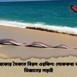 মেক্সিকোর সৈকতে বিরল ওরফিশ লোককথা বনাম বিজ্ঞানের লড়াই মেক্সিকোর সৈকতে বিরল ওরফিশ: লোককথা বনাম বিজ্ঞানের লড়াই