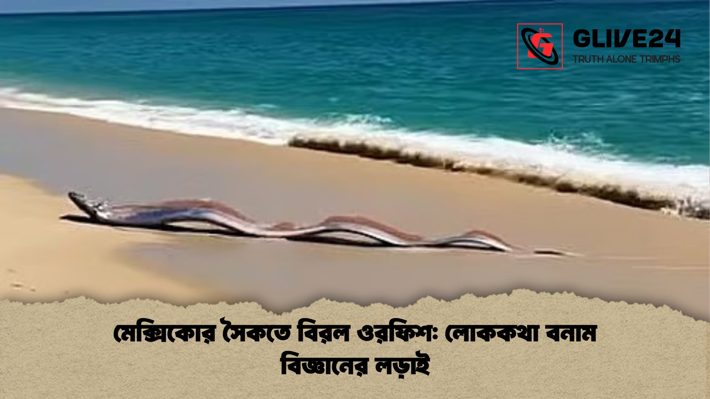 মেক্সিকোর সৈকতে বিরল ওরফিশ লোককথা বনাম বিজ্ঞানের লড়াই মেক্সিকোর সৈকতে বিরল ওরফিশ: লোককথা বনাম বিজ্ঞানের লড়াই