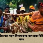 সেন্ট মার্টিনে ধরা পড়ল বিশালাকায় বোল মাছ বিক্রি আড়াই লাখে সেন্ট মার্টিনে ধরা পড়ল বিশালাকায় বোল মাছ: বিক্রি আড়াই লাখে