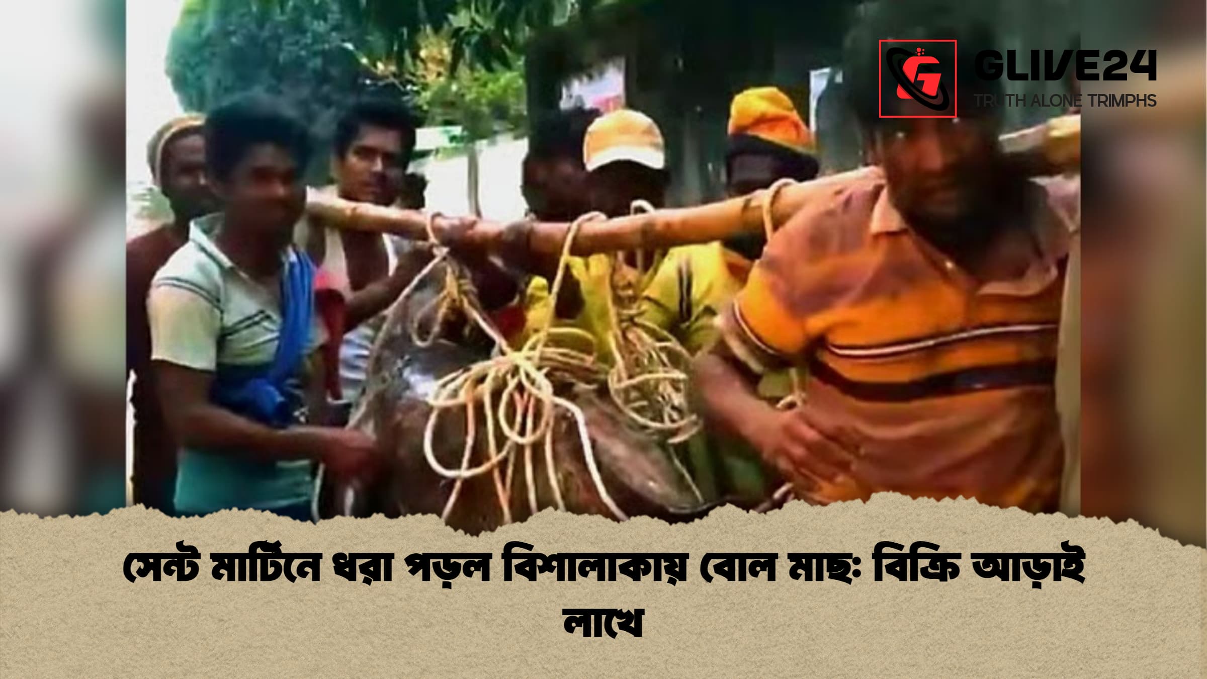 সেন্ট মার্টিনে ধরা পড়ল বিশালাকায় বোল মাছ বিক্রি আড়াই লাখে সেন্ট মার্টিনে ধরা পড়ল বিশালাকায় বোল মাছ: বিক্রি আড়াই লাখে