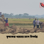 news thumbnail 1777376073198 কৃষকেরা খরচের চাপে বিপর্যস্ত