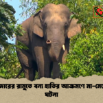 news thumbnail 1777538642298 কক্সবাজারের রামুতে বন্য হাতির আক্রমণে মা-মেয়ের মৃত্যু ঘটনা