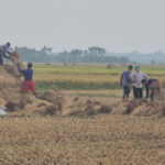 কৃষকেরা খরচের চাপে বিপর্যস্ত কৃষকেরা খরচের চাপে বিপর্যস্ত