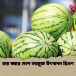 চার বছরে দেশে তরমুজ উৎপাদন দ্বিগুণ 2 চার বছরে দেশে তরমুজ উৎপাদন দ্বিগুণ