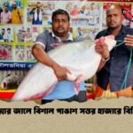 পদ্মার জালে বিশাল পাঙাশ সত্তর হাজারে বিক্রি