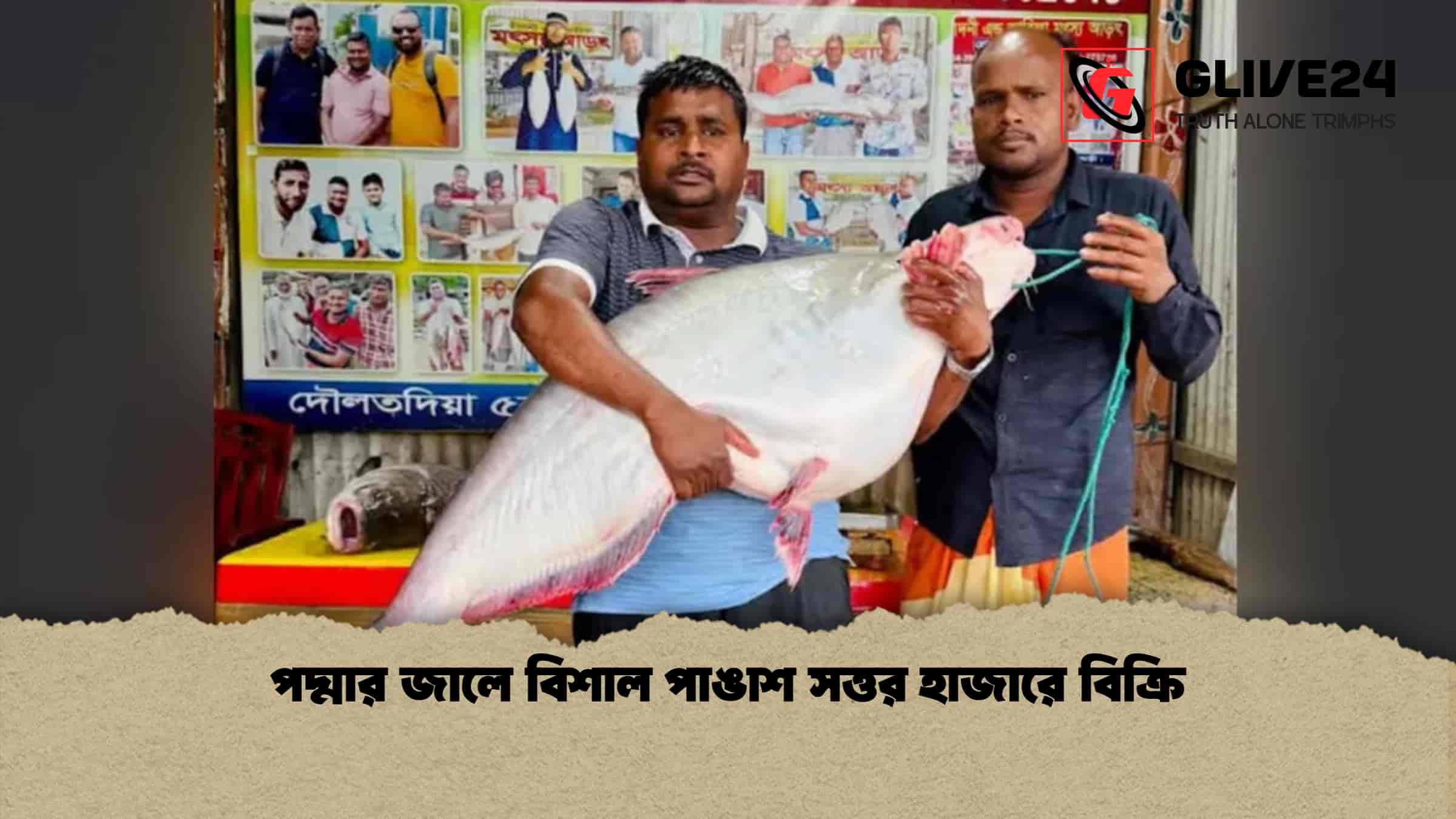 পদ্মার জালে বিশাল পাঙাশ সত্তর হাজারে বিক্রি