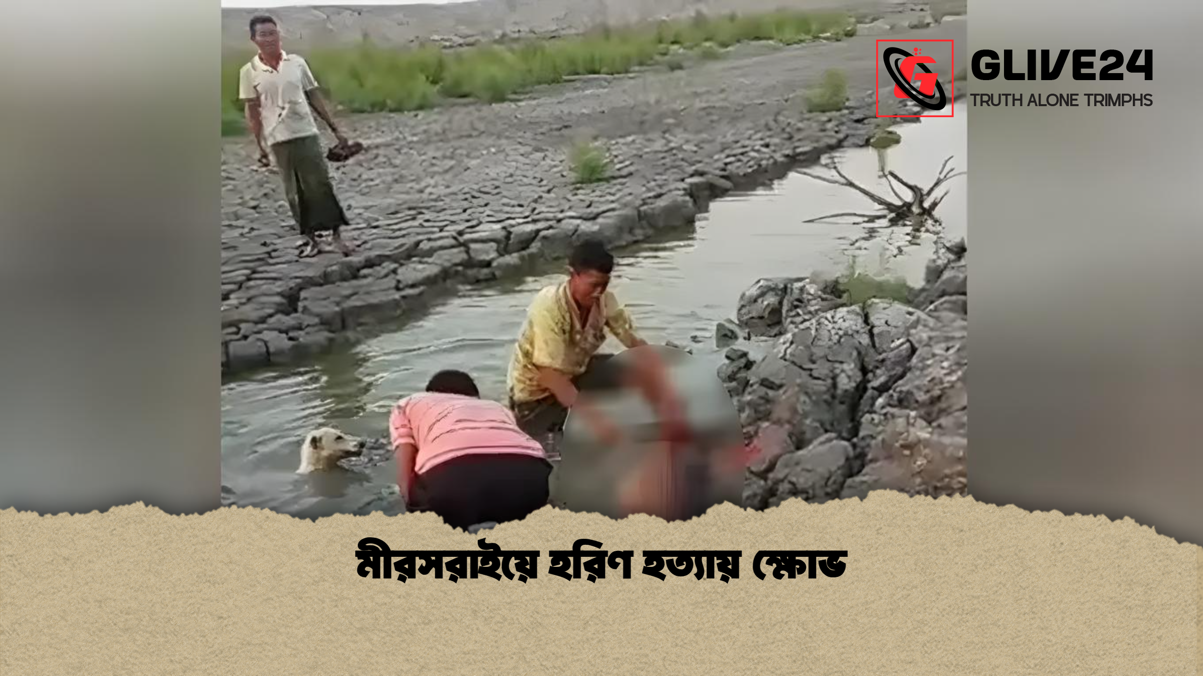 মীরসরাইয়ে হরিণ হত্যায় ক্ষোভ মীরসরাইয়ে হরিণ হত্যায় ক্ষোভ