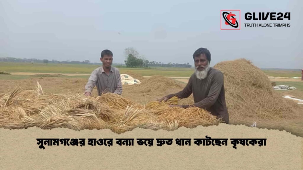 সুনামগঞ্জের হাওরে বন্যা ভয়ে দ্রুত ধান কাটছেন কৃষকেরা