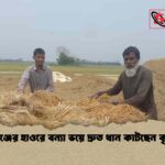 সুনামগঞ্জের হাওরে বন্যা ভয়ে দ্রুত ধান কাটছেন কৃষকেরা
