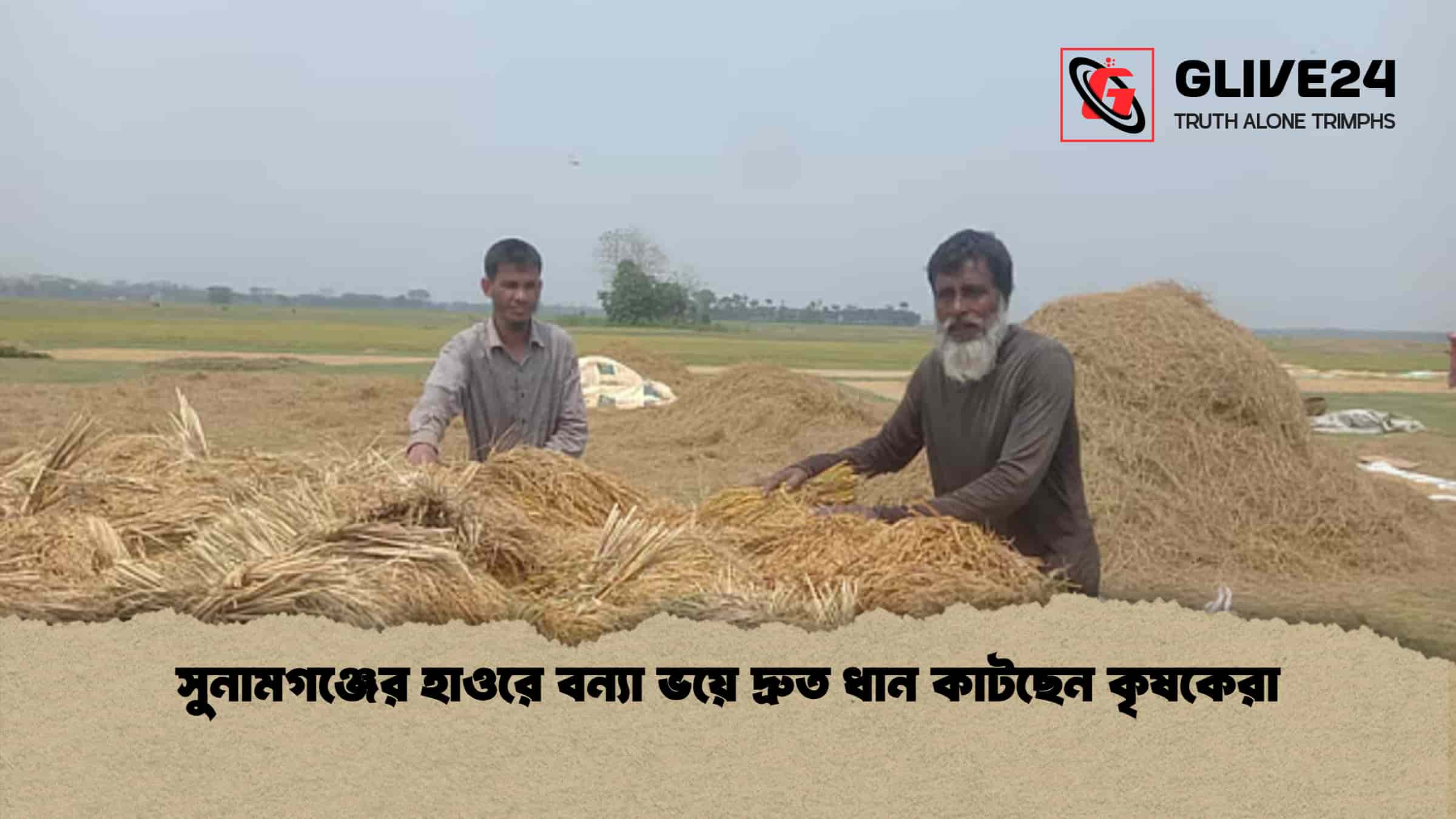 সুনামগঞ্জের হাওরে বন্যা ভয়ে দ্রুত ধান কাটছেন কৃষকেরা