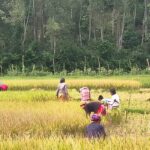 Wild Elephants Prompt Early Harvest Along Sherpur Border সীমান্তে হাতির আতঙ্কে আগাম ধান কাটছেন শেরপুরের কৃষক