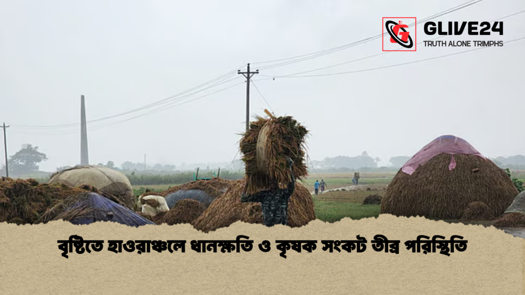 news thumbnail 1777798007325 বৃষ্টিতে হাওরাঞ্চলে ধানক্ষতি ও কৃষক সংকট তীব্র পরিস্থিতি