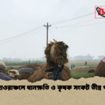 news thumbnail 1777798007325 বৃষ্টিতে হাওরাঞ্চলে ধানক্ষতি ও কৃষক সংকট তীব্র পরিস্থিতি