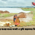 news thumbnail 1777874532805 তলিয়ে যাওয়া হাওর সংকট ও কৃষি বাস্তবতার বিশ্লেষণ