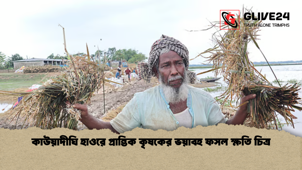 news thumbnail 1777882464794 কাউয়াদীঘি হাওরে প্রান্তিক কৃষকের ভয়াবহ ফসল ক্ষতি চিত্র