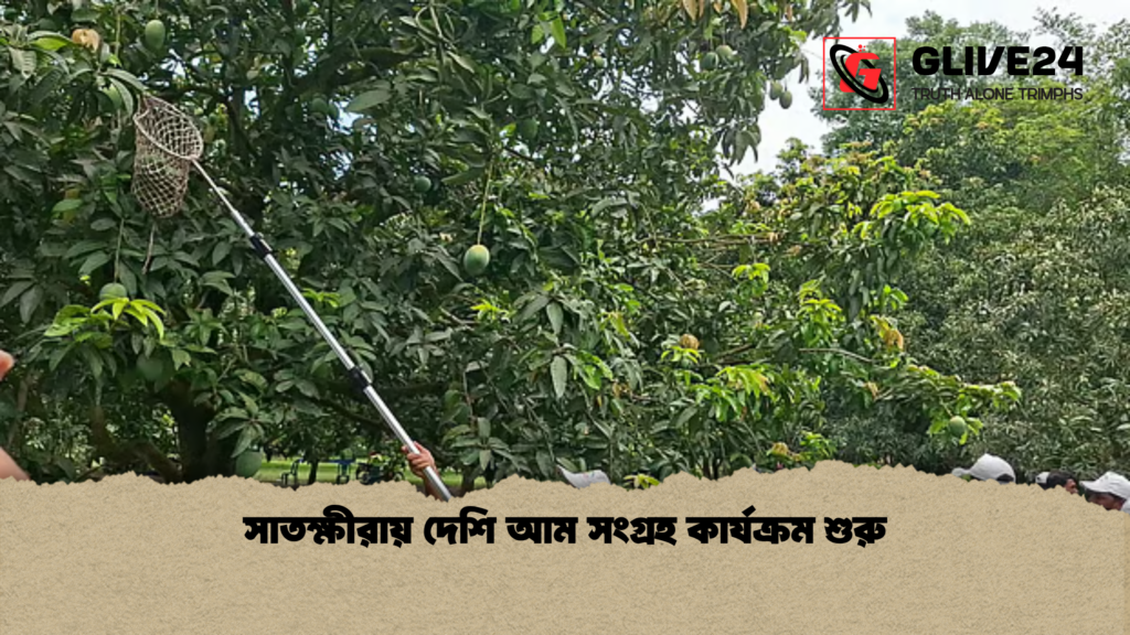 news thumbnail 1777972651323 সাতক্ষীরায় দেশি আম সংগ্রহ কার্যক্রম শুরু