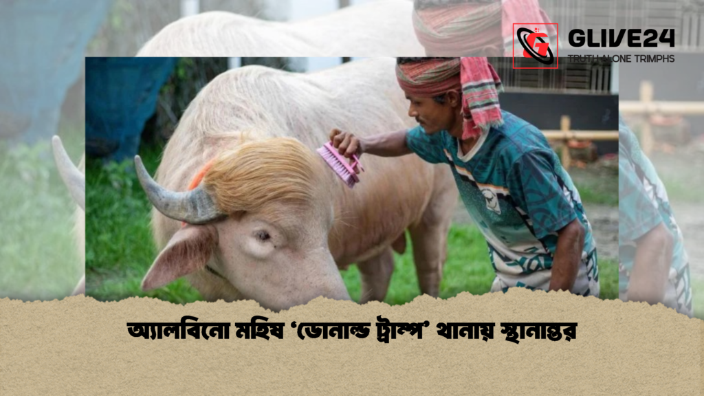 অ্যালবিনো মহিষ ‘ডোনাল্ড ট্রাম্প’ থানায় স্থানান্তর অ্যালবিনো মহিষ ‘ডোনাল্ড ট্রাম্প থানায় স্থানান্তর 1 অ্যালবিনো মহিষ ‘ডোনাল্ড ট্রাম্প’ থানায় স্থানান্তর