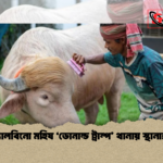 অ্যালবিনো মহিষ ‘ডোনাল্ড ট্রাম্প থানায় স্থানান্তর 1 অ্যালবিনো মহিষ ‘ডোনাল্ড ট্রাম্প’ থানায় স্থানান্তর