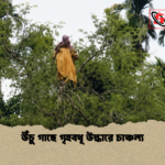 উঁচু গাছে গৃহবধূ উদ্ধারে চাঞ্চল্য উঁচু গাছে গৃহবধূ উদ্ধারে চাঞ্চল্য