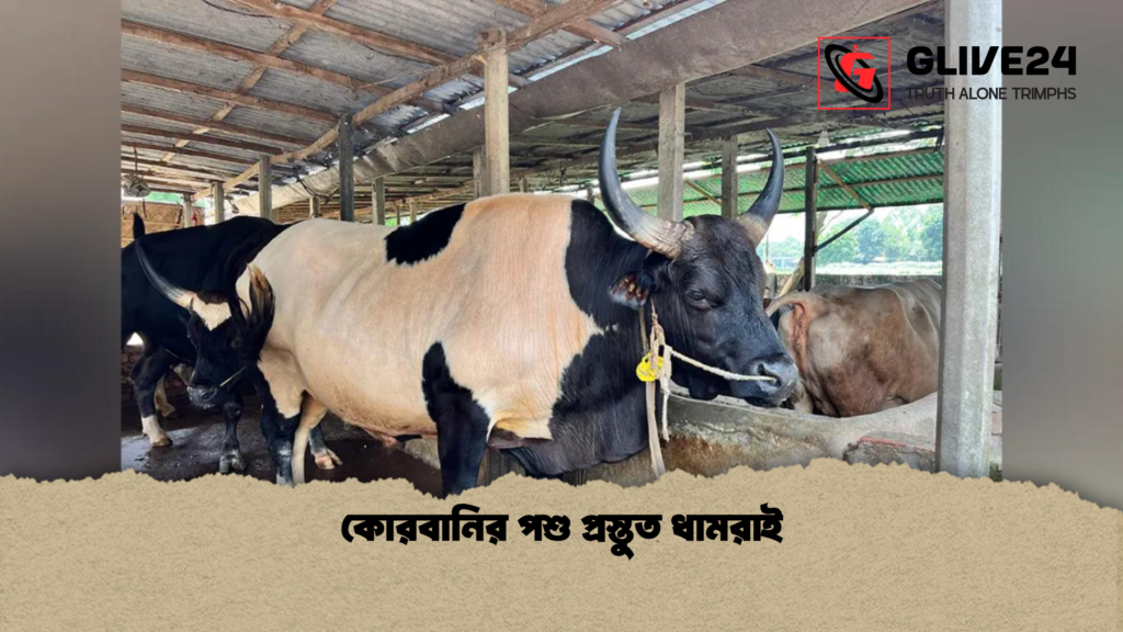 কোরবানির পশু প্রস্তুত ধামরাই কোরবানির পশু প্রস্তুত ধামরাই