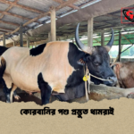 কোরবানির পশু প্রস্তুত ধামরাই কোরবানির পশু প্রস্তুত ধামরাই