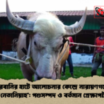 কোরবানির হাটে আলোচনার কেন্দ্রে নারায়ণগঞ্জের নেতানিয়াহু পশুসম্পদ ও বর্তমান প্রেক্ষাপট কোরবানির হাটে আলোচনার কেন্দ্রে নারায়ণগঞ্জের 'নেতানিয়াহু': পশুসম্পদ ও বর্তমান প্রেক্ষাপট