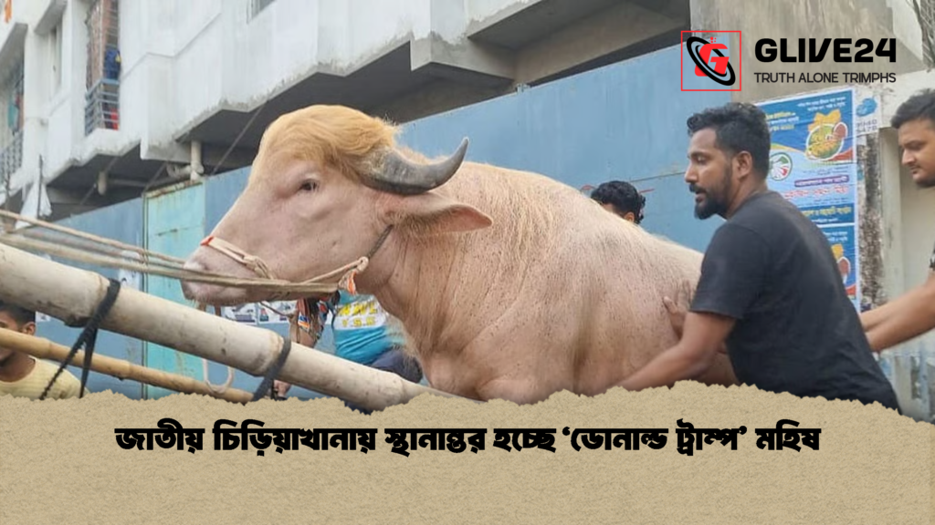 জাতীয় চিড়িয়াখানায় স্থানান্তর হচ্ছে ‘ডোনাল্ড ট্রাম্প মহিষ 1 জাতীয় চিড়িয়াখানায় স্থানান্তর হচ্ছে ‘ডোনাল্ড ট্রাম্প’ মহিষ