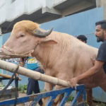 জাতীয় চিড়িয়াখানায় স্থানান্তর হচ্ছে ‘ডোনাল্ড ট্রাম্প মহিষ জাতীয় চিড়িয়াখানায় স্থানান্তর হচ্ছে ‘ডোনাল্ড ট্রাম্প’ মহিষ