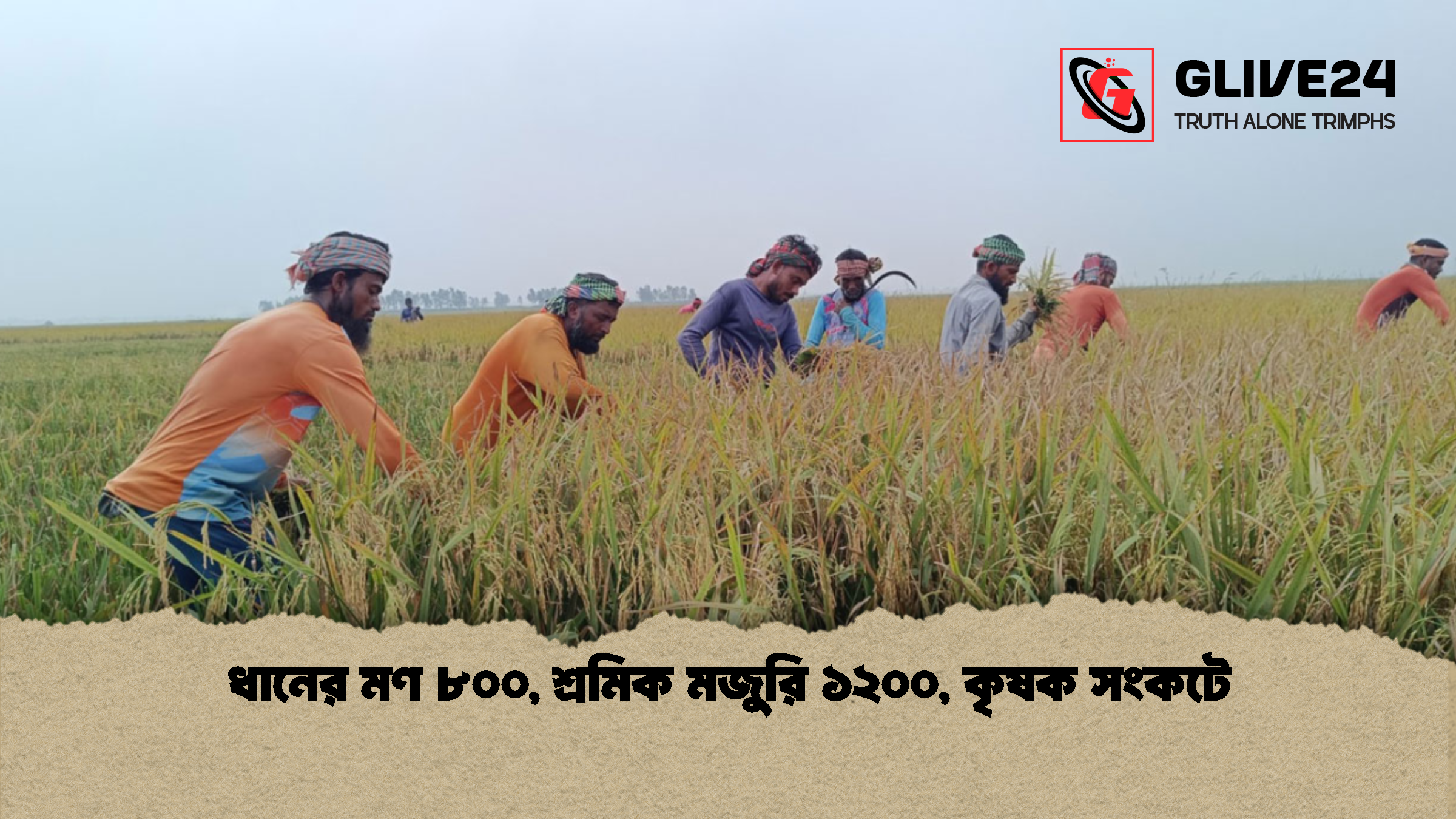 ধানের মণ ৮০০, শ্রমিক মজুরি ১২০০, কৃষক সংকটে
