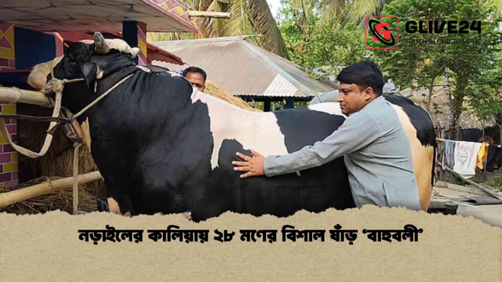 নড়াইলের কালিয়ায় ২৮ মণের বিশাল ষাঁড় 'বাহুবলী'