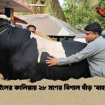 নড়াইলের কালিয়ায় ২৮ মণের বিশাল ষাঁড় 'বাহুবলী'