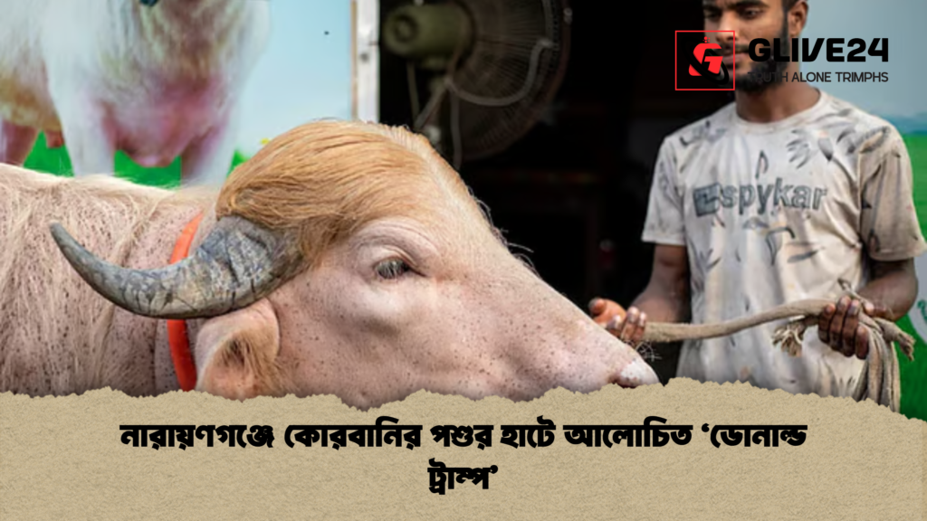 নারায়ণগঞ্জে কোরবানির পশুর হাটে আলোচিত ‘ডোনাল্ড ট্রাম্প 2 নারায়ণগঞ্জে কোরবানির পশুর হাটে আলোচিত ‘ডোনাল্ড ট্রাম্প’