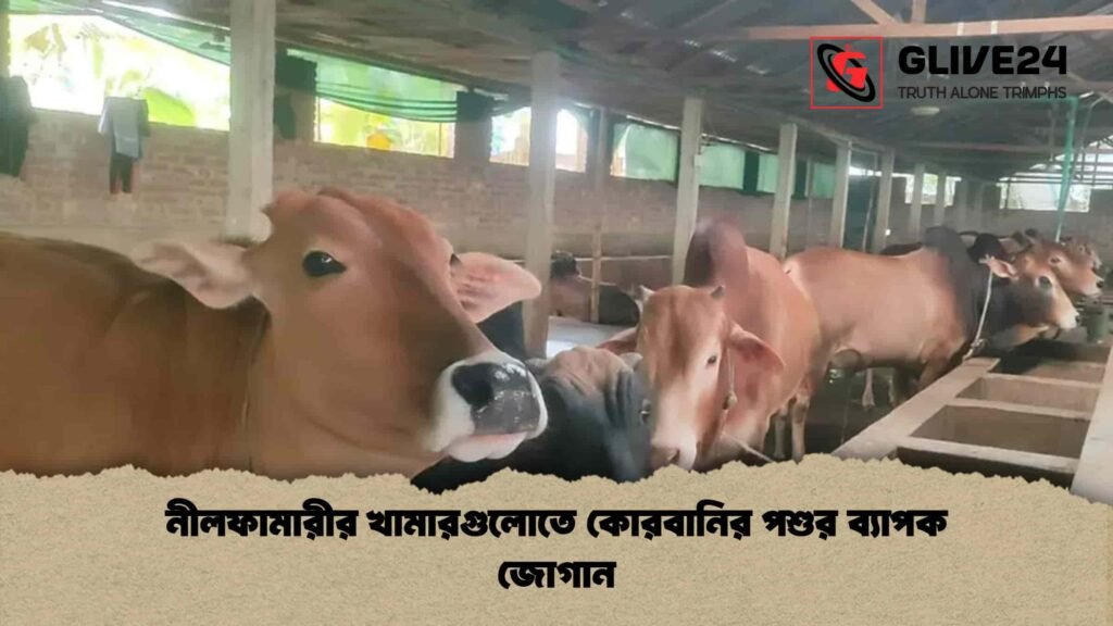 নীলফামারীর খামারগুলোতে কোরবানির পশুর ব্যাপক জোগান