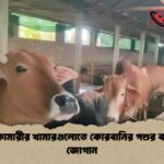 নীলফামারীর খামারগুলোতে কোরবানির পশুর ব্যাপক জোগান