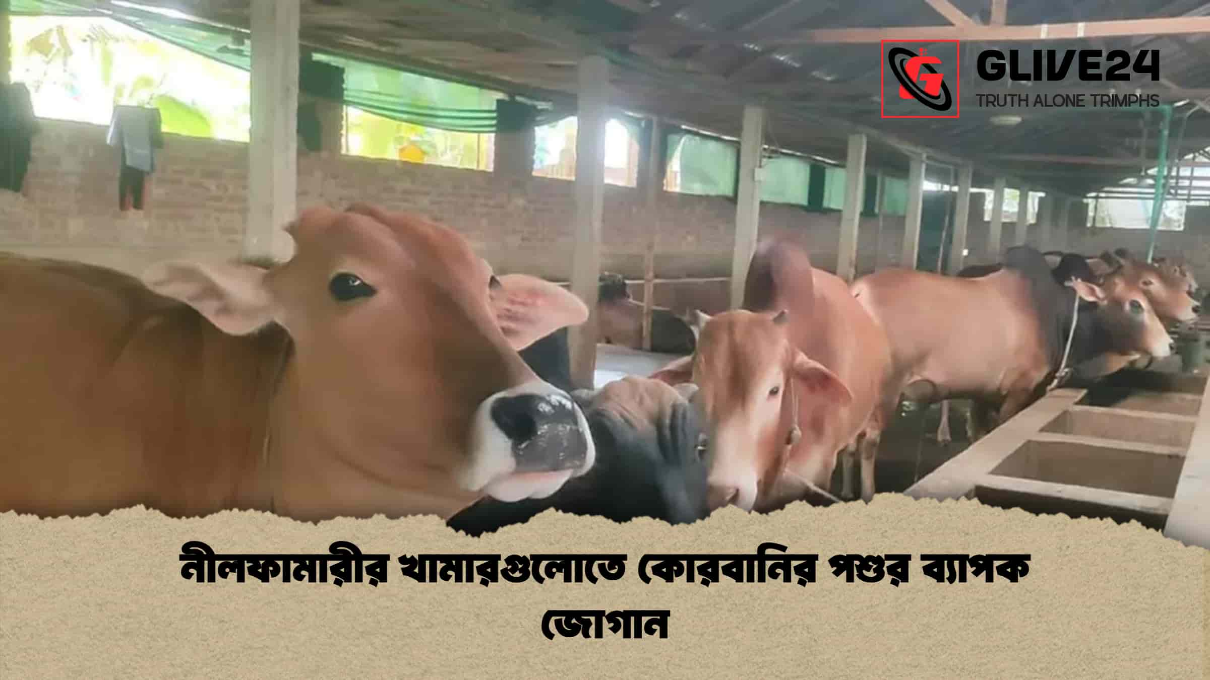 নীলফামারীর খামারগুলোতে কোরবানির পশুর ব্যাপক জোগান 1 নীলফামারীর খামারগুলোতে কোরবানির পশুর ব্যাপক জোগান