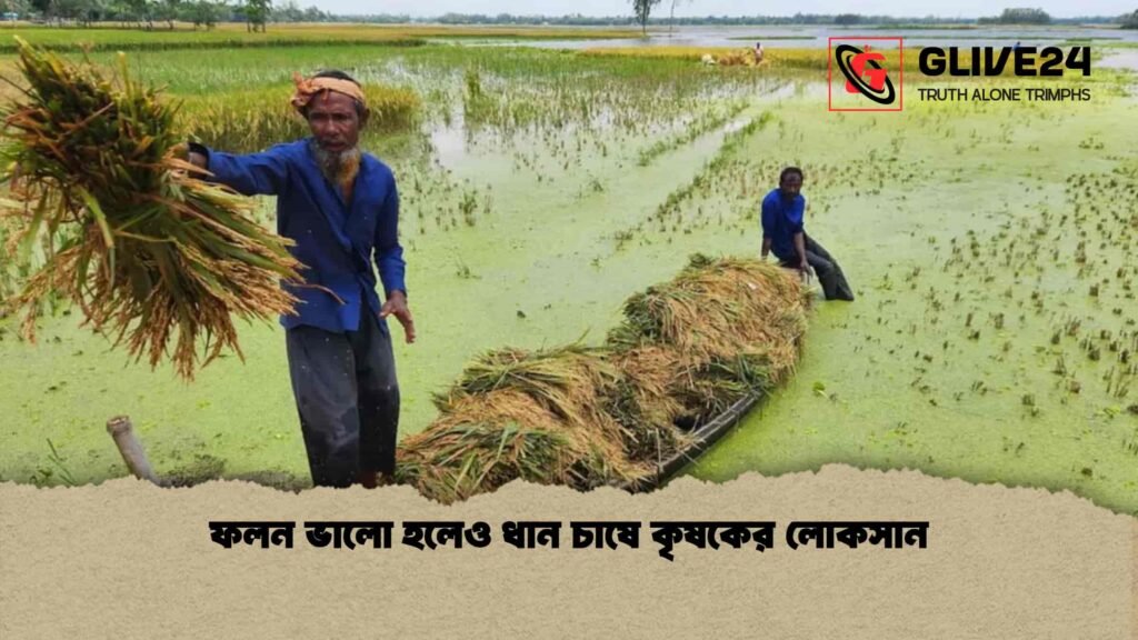 ফলন ভালো হলেও ধান চাষে কৃষকের লোকসান
