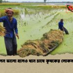 ফলন ভালো হলেও ধান চাষে কৃষকের লোকসান