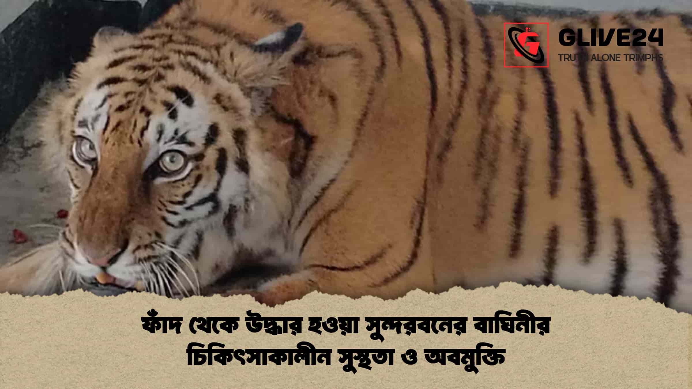 ফাঁদ থেকে উদ্ধার হওয়া সুন্দরবনের বাঘিনীর চিকিৎসাকালীন সুস্থতা ও অবমুক্তি