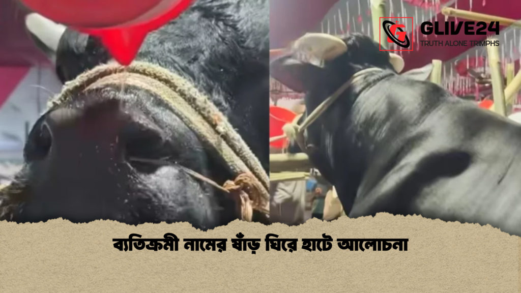 ব্যতিক্রমী নামের ষাঁড় ঘিরে হাটে আলোচনা 1 ব্যতিক্রমী নামের ষাঁড় ঘিরে হাটে আলোচনা ব্যতিক্রমী নামের ষাঁড় ঘিরে হাটে আলোচনা
