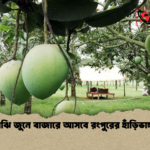 মাঝামাঝি জুনে বাজারে আসবে রংপুরের হাঁড়িভাঙ্গা আম মাঝামাঝি জুনে বাজারে আসবে রংপুরের হাঁড়িভাঙ্গা আম